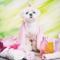 Produits de toilettage